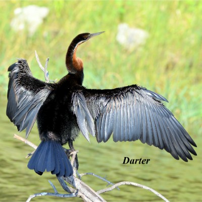 Darter